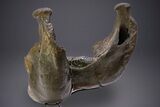 Wide Woolly Mammoth Lower Jaw With M/M Molars - Ukraine #370317-5